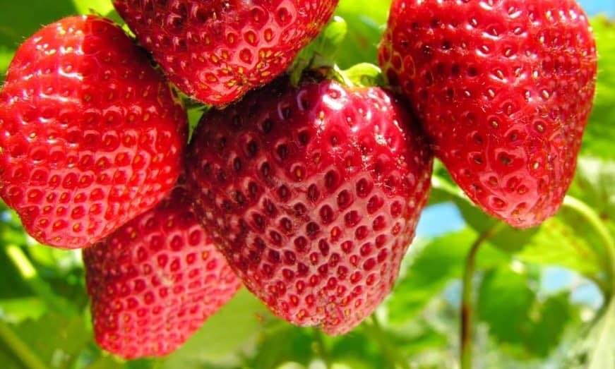 Summer’s simple pleasures include delicious strawberries